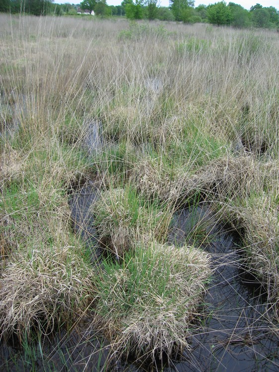 Molinia caerulea